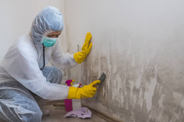 Best Black Mold Remediation in Lenoir, NC