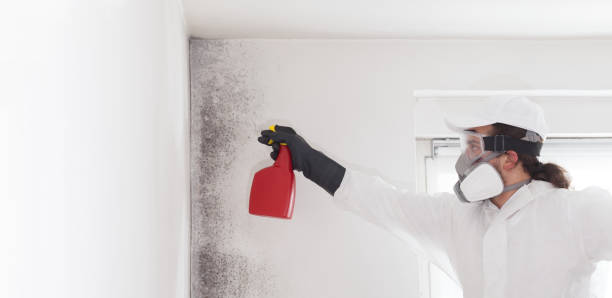 Best Industrial Mold Remediation in Lenoir, NC