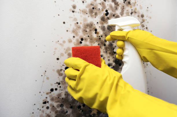 Best Residential Mold Remediation in Lenoir, NC