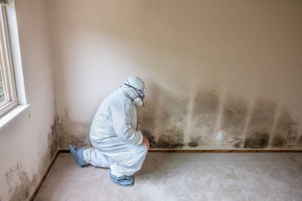 Best Mold Remediation for Specific Building Types in Lenoir, NC