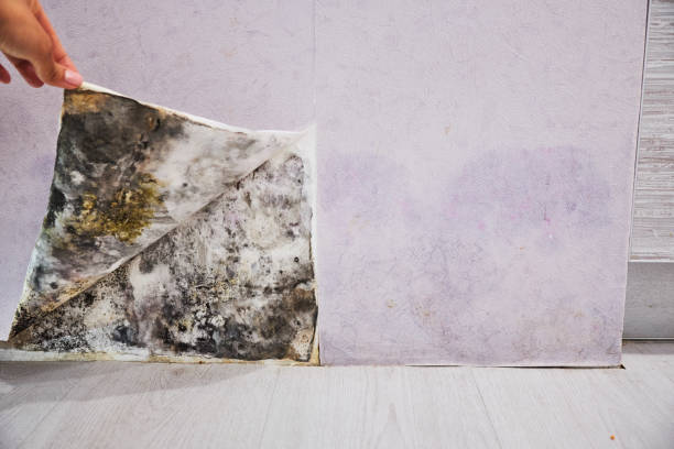 Best Residential Mold Remediation in Lenoir, NC